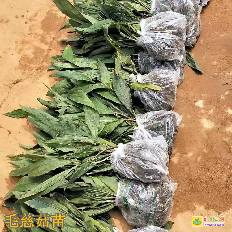 貴州織金毛慈菇亳州藥市 毛慈菇苗咋賣的呢 毛慈菇苗價(jià)格多少一公斤