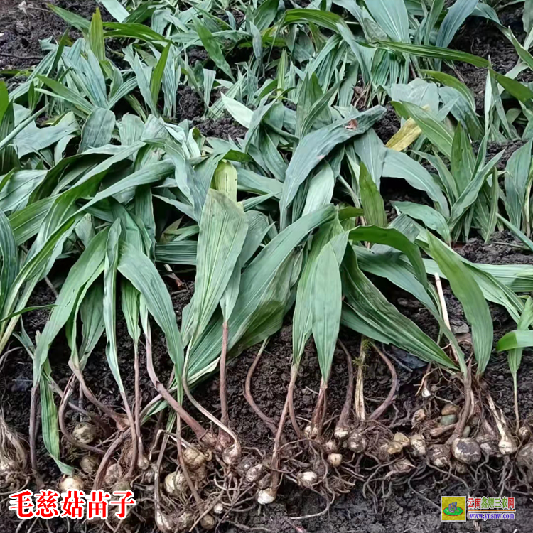 貴州織金毛慈菇亳州藥市 毛慈菇苗咋賣的呢 毛慈菇苗價(jià)格多少一公斤