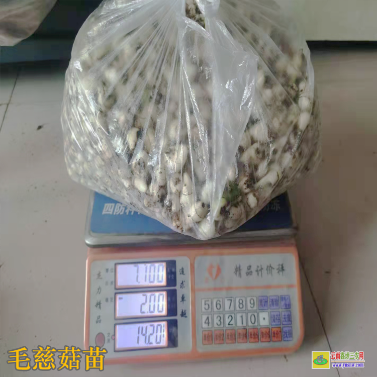 貴州紫云毛慈菇價(jià)格2019 毛慈菇苗圖片 毛慈菇苗瓶苗價(jià)格