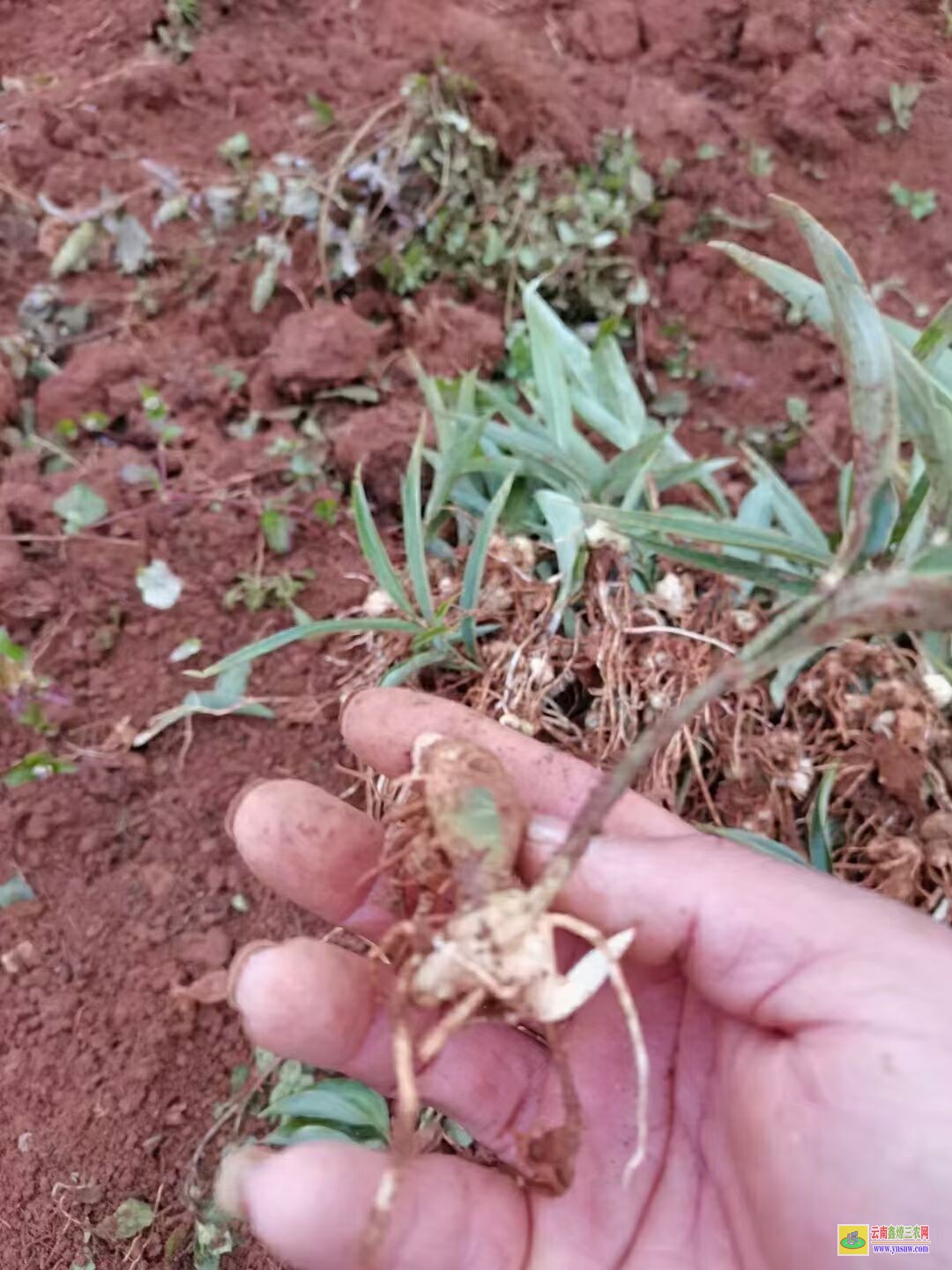 湖北潛江黃精芍苗 云南滇黃精苗 滇黃精苗木繁殖的方法