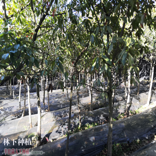 安徽五河羊肚菌批發(fā) 大棚羊肚菌種植技術(shù) 綿陽(yáng)羊肚菌種植基地