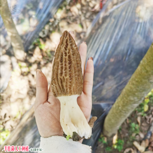 福建浦城羊肚菌燒肉方法 羊肚菌種植基地 綿陽(yáng)羊肚菌種植基地