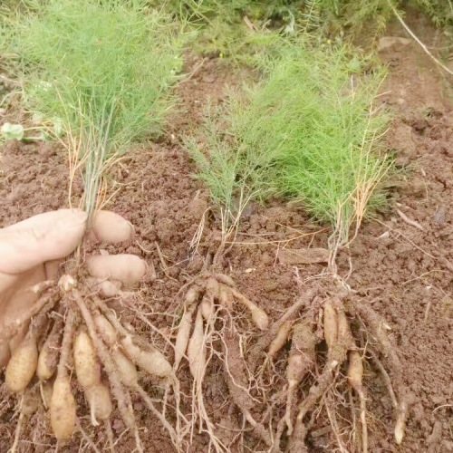 甘孜巴塘哪種藥材國家緊缺需大量種植 懷化天冬種苗基地批發(fā) 重慶天冬苗批發(fā)價