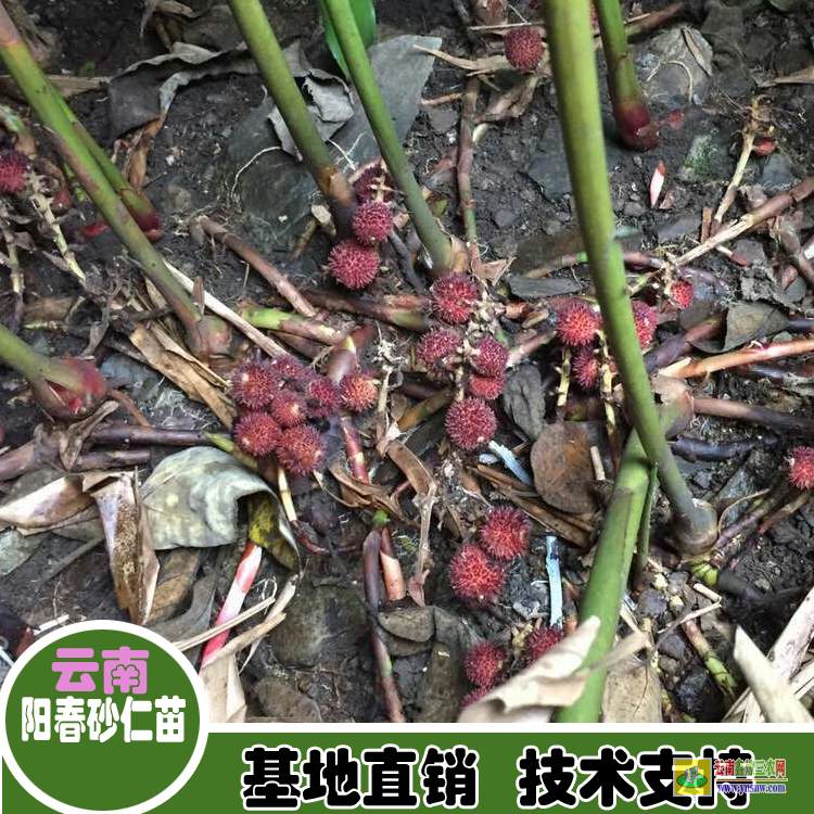 廣東恩平云南砂仁苗 砂仁苗賣(mài) 廣西砂仁苗