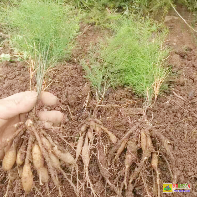 襄樊南漳天冬苗的樣子 天冬苗求購 四川天冬苗