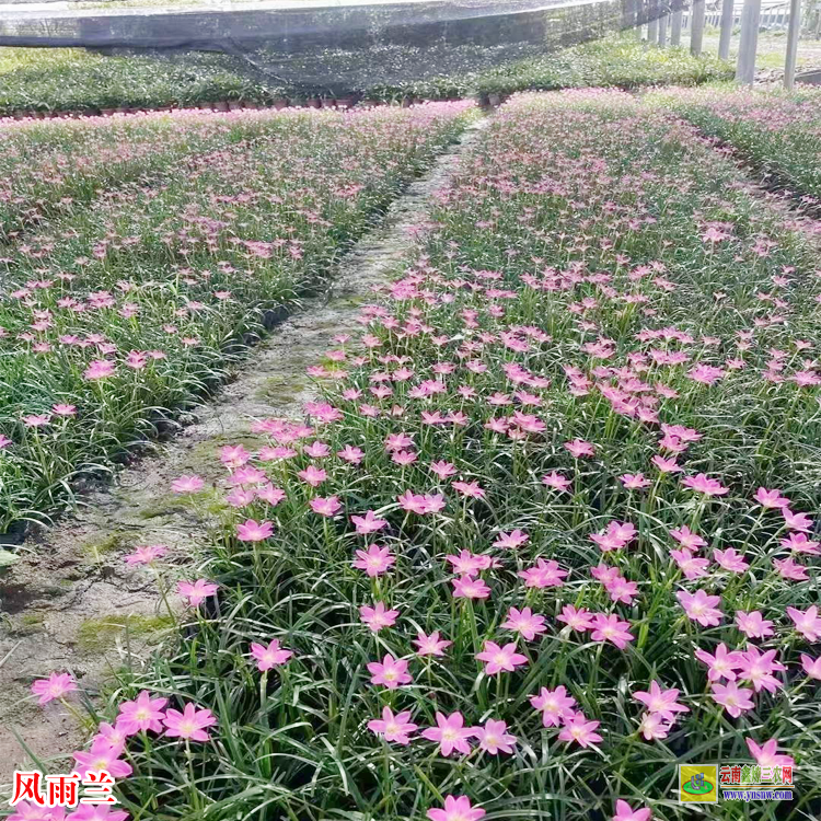 延邊風雨蘭盆栽批發(fā)價 雨蘭批發(fā)基地 盆栽花卉風雨蘭