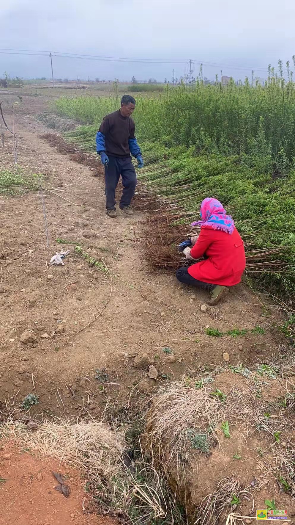 天津蜂糖李子苗批發(fā) 冰糖李跟蜂糖李的區(qū)別 正宗蜂糖李樹苗多少錢一株