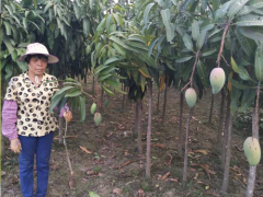 云南紅河芒果苗價(jià)格 紅貴妃芒果苗基地 芒果苗批發(fā)圖2