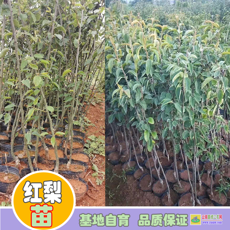 文山富寧丹霞紅梨苗價(jià)格 早酥紅梨苗幾年了怎么不長(zhǎng) 早酥紅梨苗哪里正宗