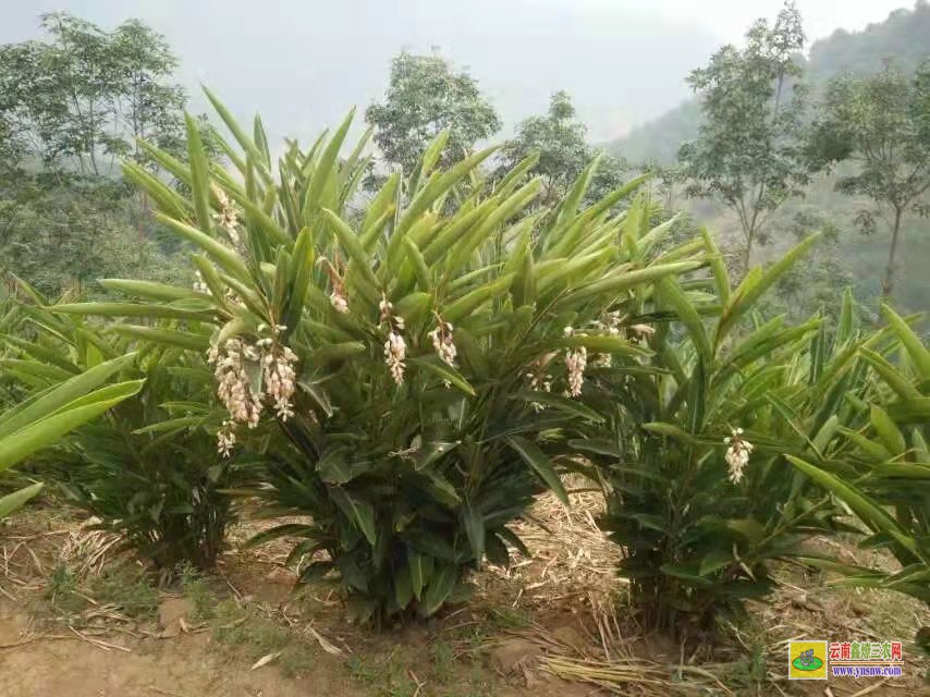 黔南三都廣東陽春砂仁苗價格 香砂價格行情 價格行情網(wǎng)