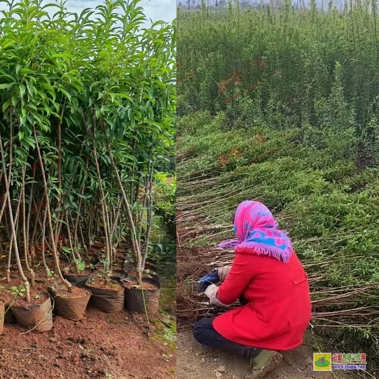 文山富寧華山松苗多少錢一棵 華山松苗木批發(fā)基地 華山松苗木圖片