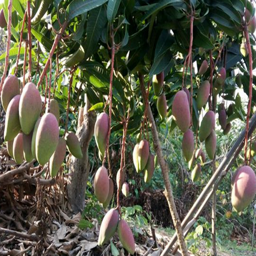 馬山金煌芒果果苗|芒果苗盆栽|批發(fā)芒果苗