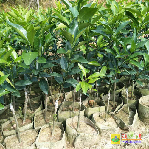 柳城貴妃芒果苗多少錢一棵|紅貴妃芒果苗基地|芒果苗批發(fā)