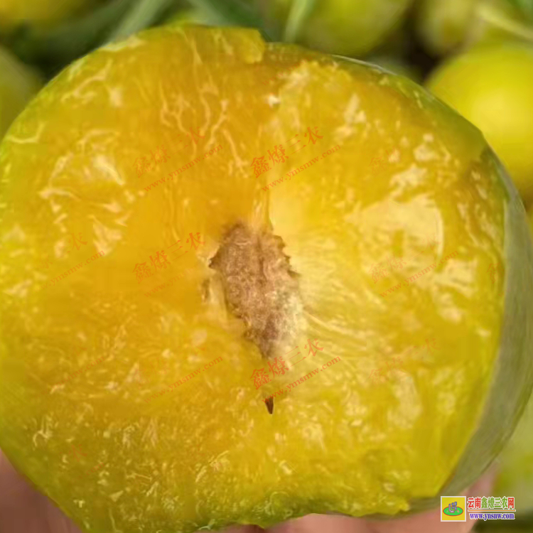 文山富寧華山松苗哪里有賣的 華山松苗木規(guī)格 華山松苗價格