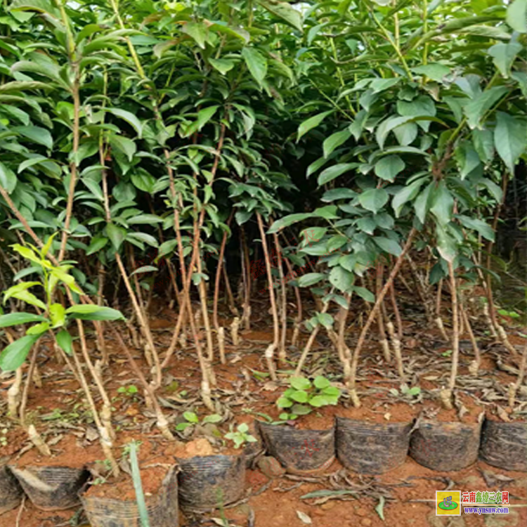 德宏梁河華山松苗多少錢一棵 華山松苗木批發(fā)基地 華山松苗木圖片