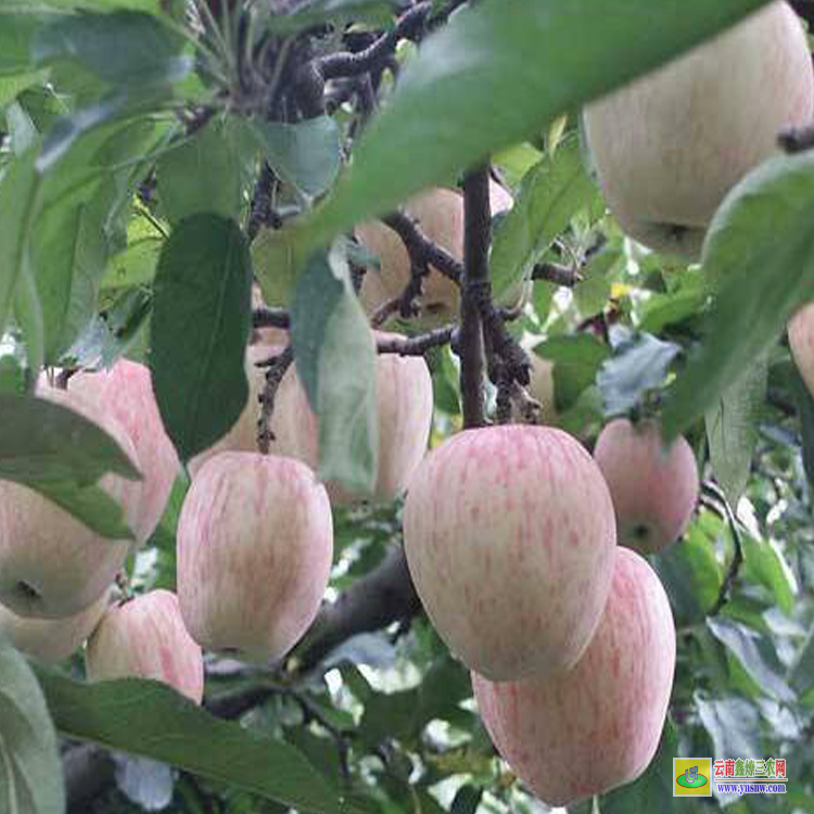 大關紅露蘋果苗 紅露蘋果苗怎么修剪 紅露蘋果苗價格