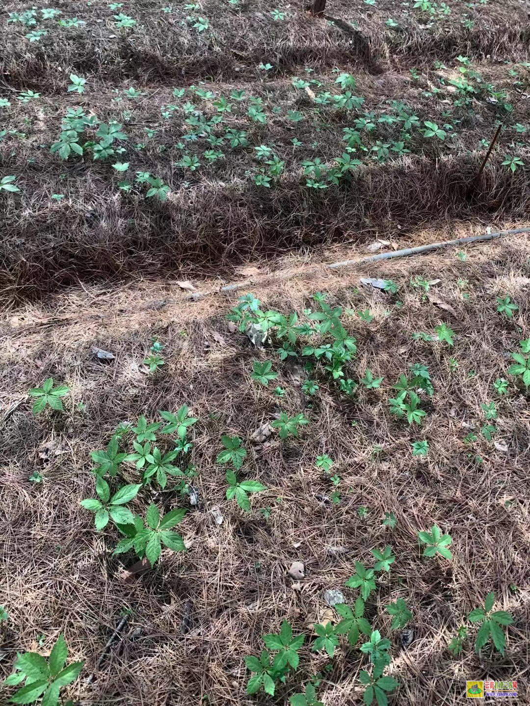 楚雄永仁白三七苗床| 附近哪里三七苗|三七苗是什么樣子