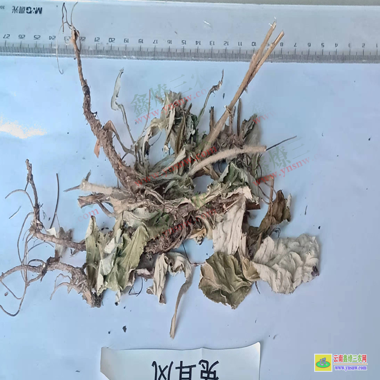 天津兔耳風價格| 市場走勢| 兔耳風價格查詢網