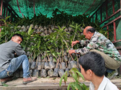 玉溪峨山南海平洲果苗紅貴妃芒果|芒果苗價格表|鑫燎三農圖3