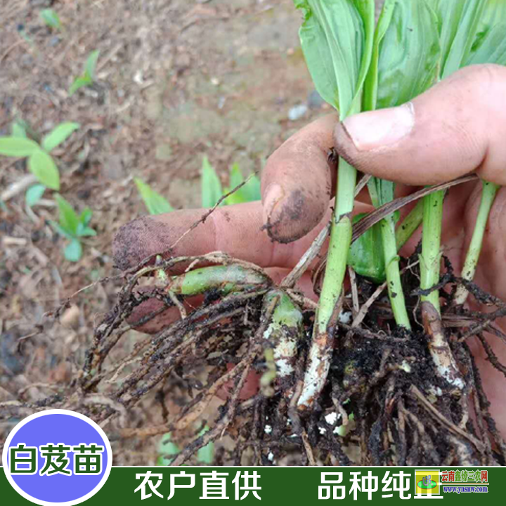 文山富寧白芨苗一畝要多少錢| 白芨苗是什么樣子的 白芨苗價格多少錢一株