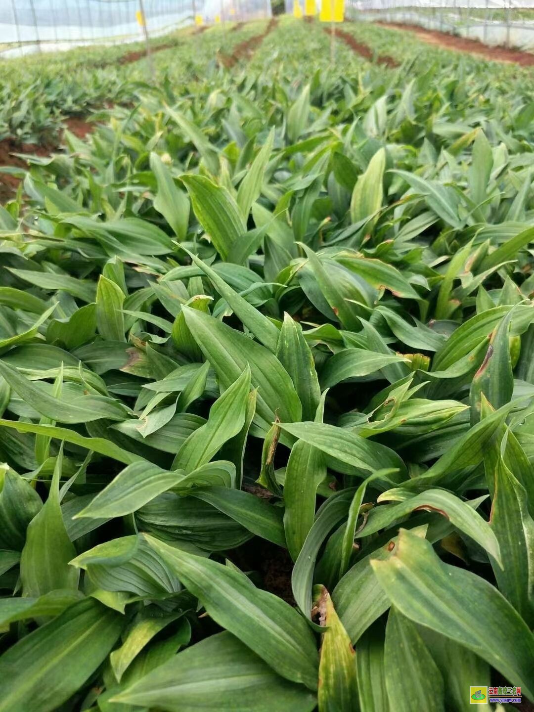 西雙版納黃精苗的種植技術(shù)| 黃精苗種植基地 黃精苗價(jià)格查詢網(wǎng)