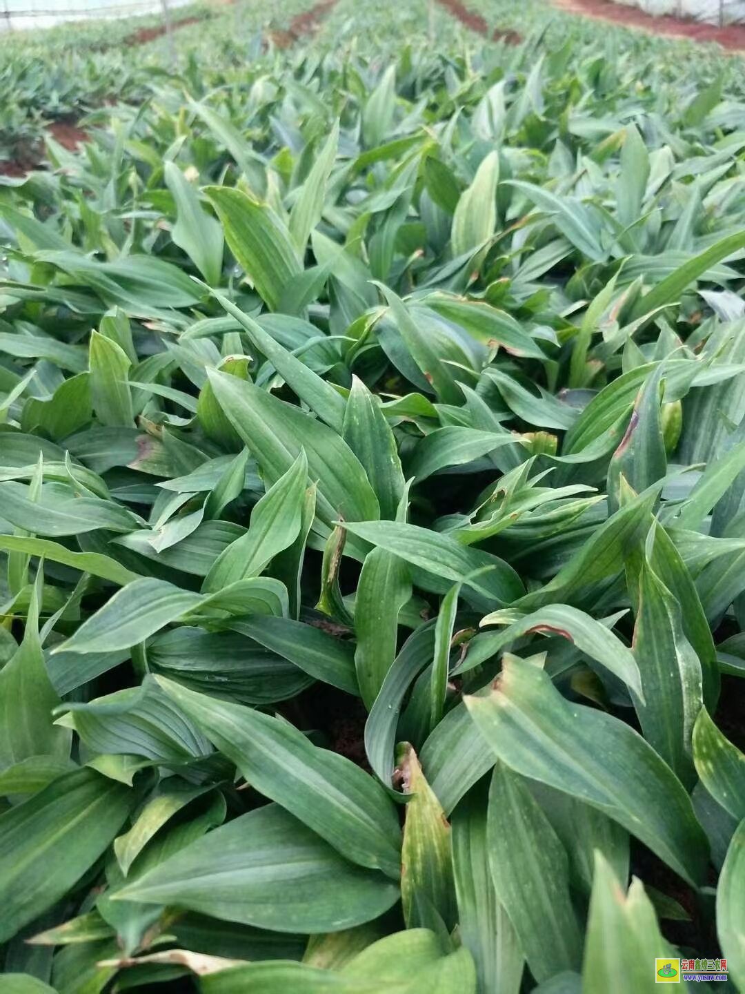 西雙版納黃精苗的種植技術(shù)| 黃精苗種植基地 黃精苗價(jià)格查詢網(wǎng)