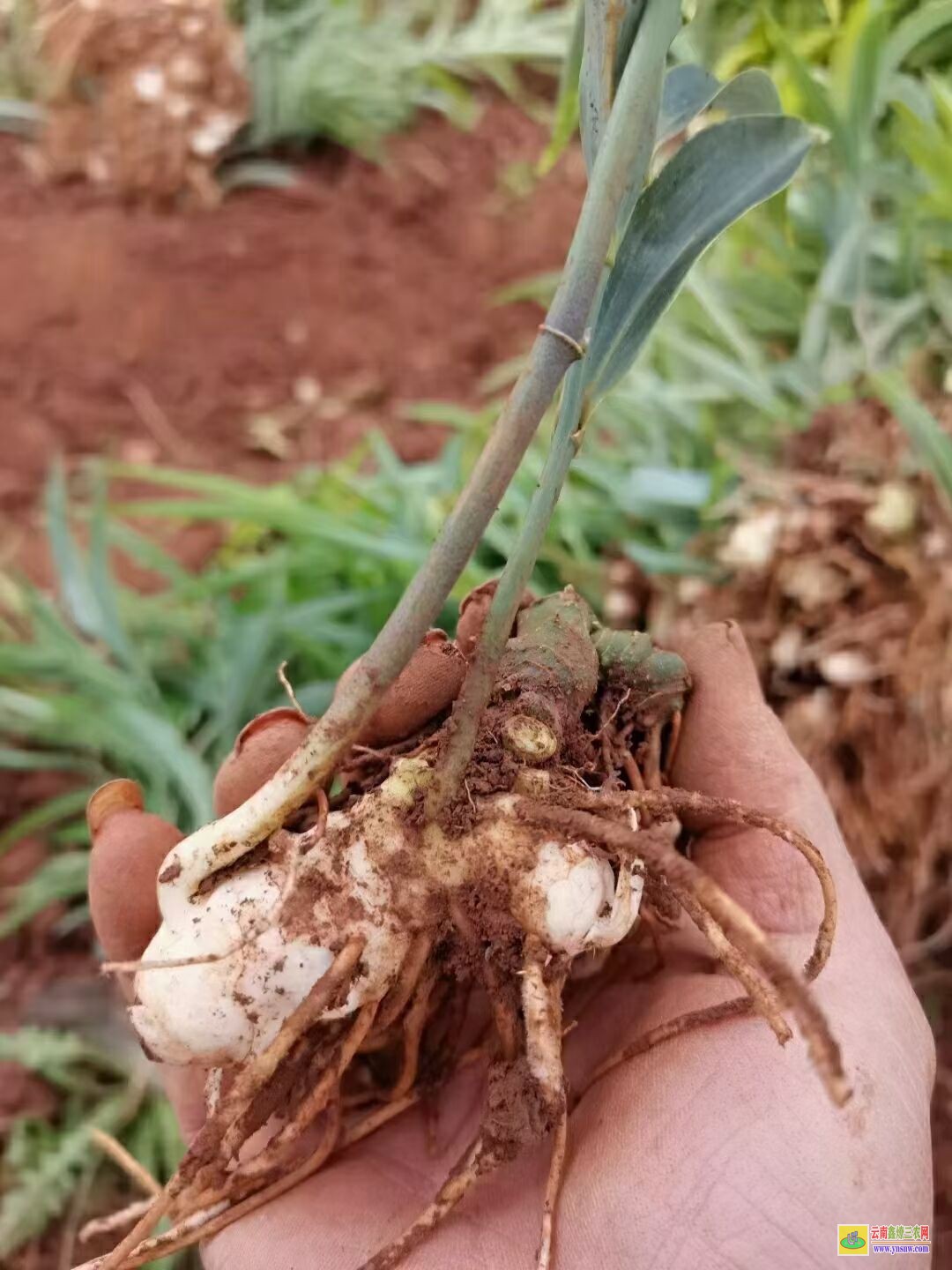 甘孜黃精苗的種植技術(shù)| 黃精苗種植基地 黃精苗價(jià)格查詢網(wǎng)