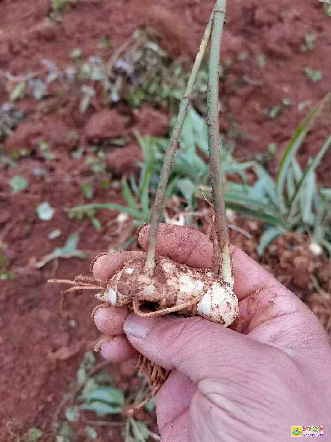 長沙黃精苗哪里有| 黃精苗子價格 黃精苗圖片