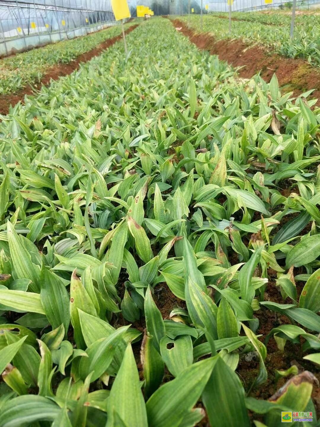 長沙黃精苗一畝地需要多少株| 黃精苗種植基地 黃精苗圖片