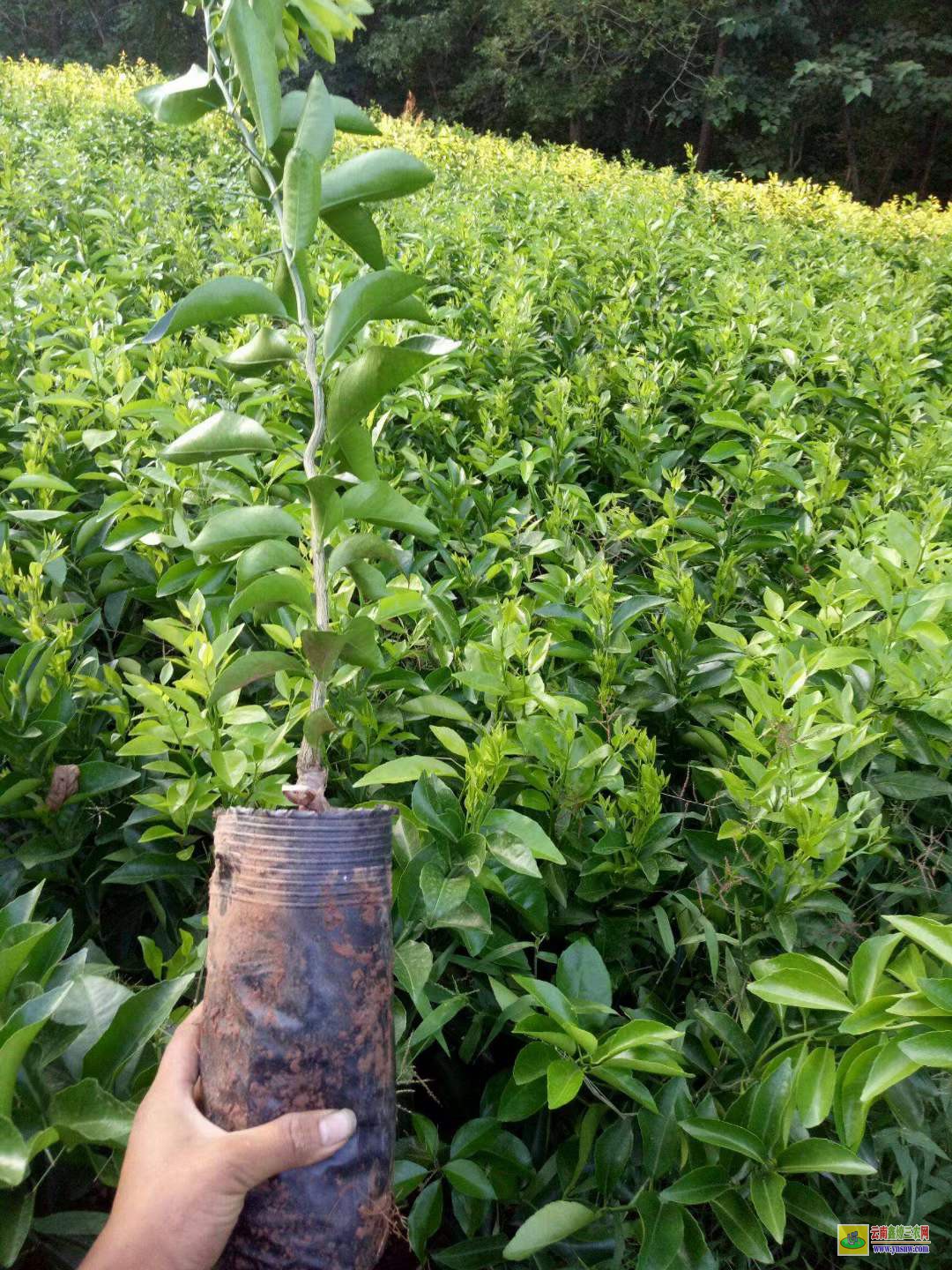 馬龍沃柑苗到哪里買才正宗 |沃柑種植技術(shù)前景 |沃柑苗哪里有售