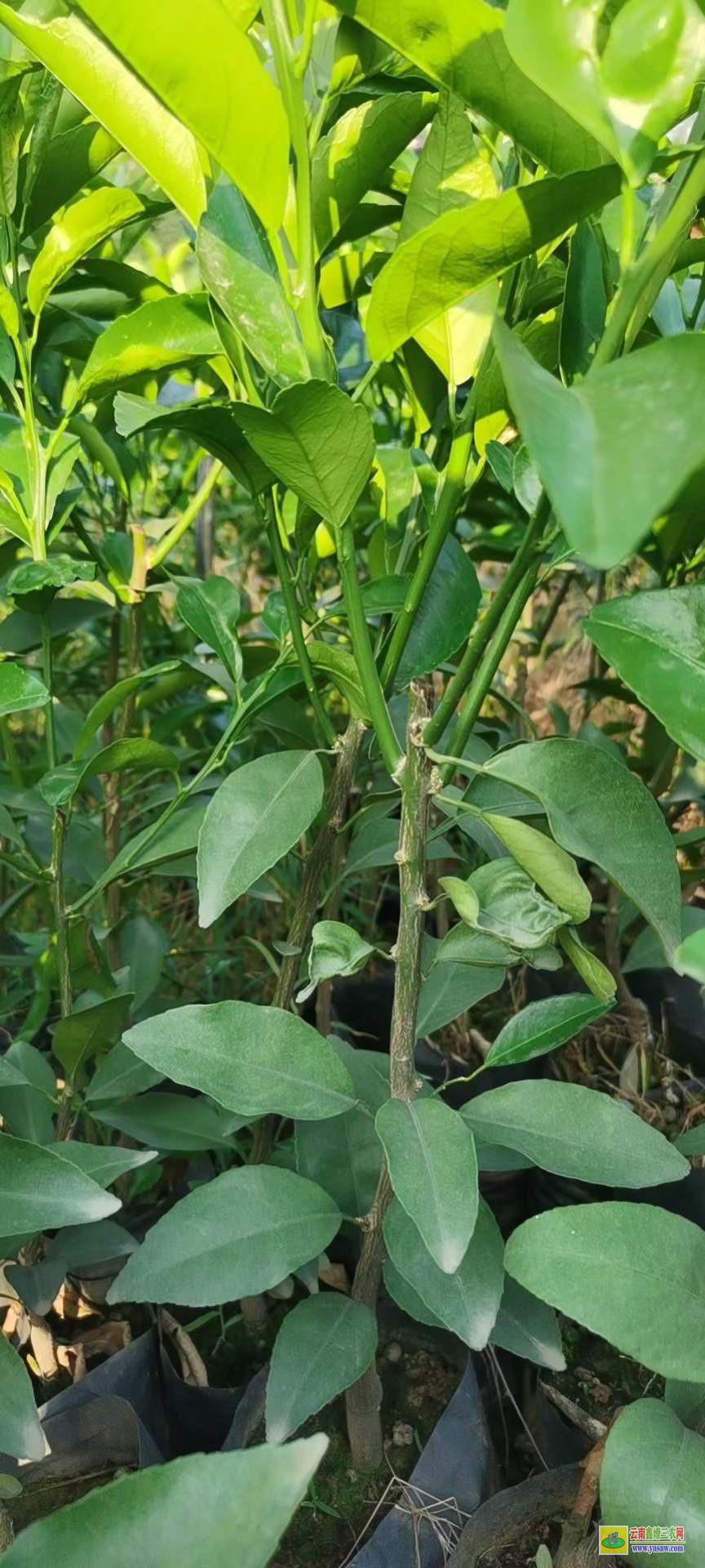 馬龍沃柑苗到哪里買才正宗 |沃柑種植技術(shù)前景 |沃柑苗哪里有售