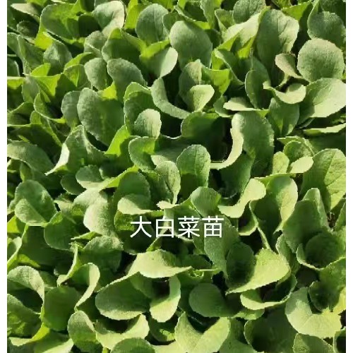 昆明石林通海蔬菜苗圖片| 小鐵頭種植技術(shù)方法 大白菜十大示示苗