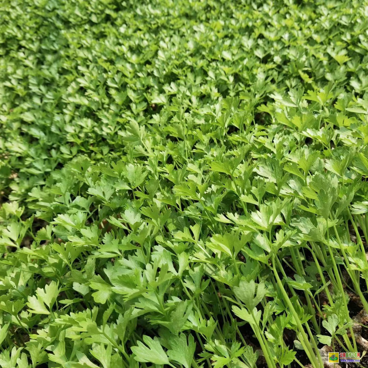 臨滄鎮(zhèn)康蔬菜種苗公司| 小鐵頭的種植技術(shù) 云南本地大白菜