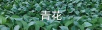 昆明祿勸云南優(yōu)質蔬菜苗| 小鐵頭種植技術方法 大白菜的幼苗期