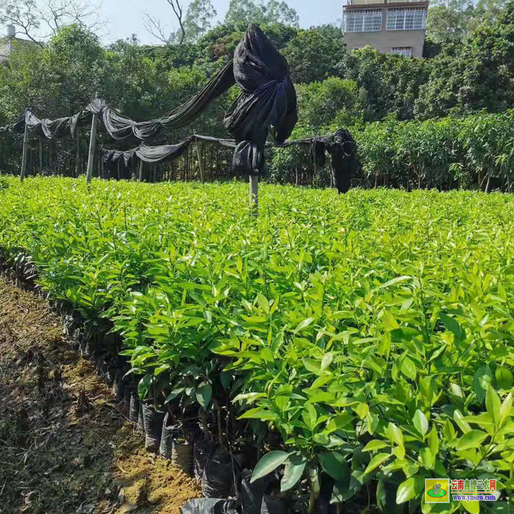 麻栗坡沃柑苗哪里有賣 |無核沃柑苗 |沃柑苗圖片