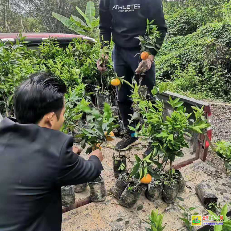 洱源沃柑苗批發(fā) |廣西沃柑苗 |沃柑苗圖片