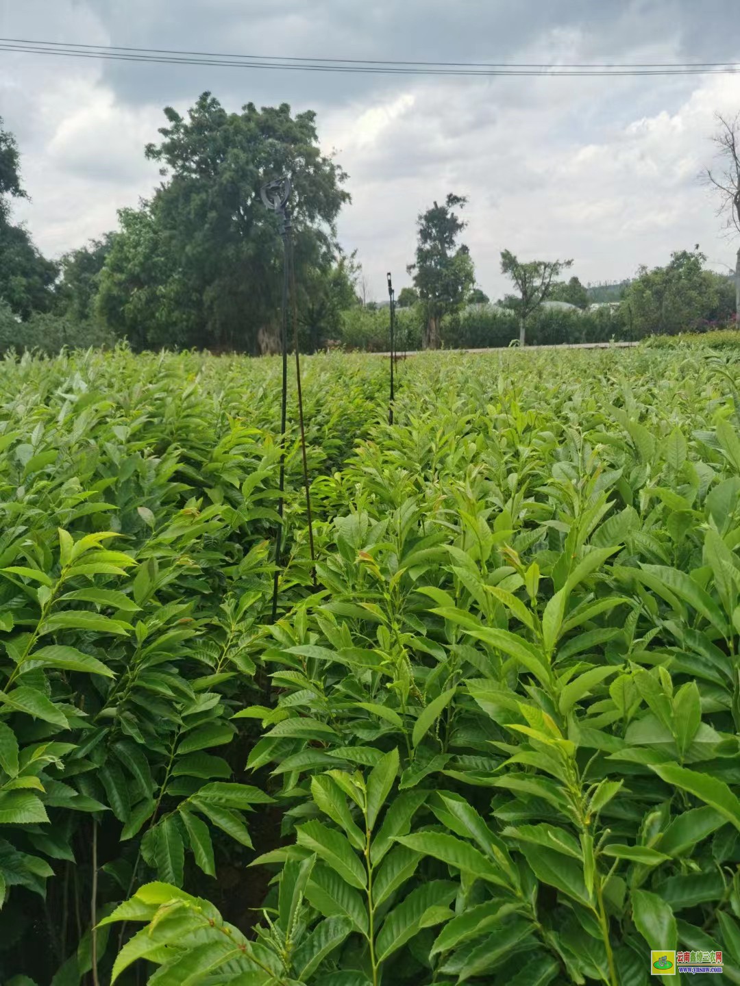 玉溪紅塔花椒樹(shù)苗怎么育苗|韓城花椒苗批發(fā)|花椒苗怎么種植