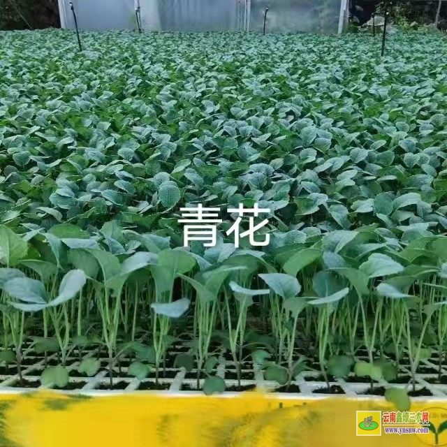 [香格里拉小鐵頭菜批發(fā)] 昆明哪里有蔬菜苗買批發(fā)價格 哪里有菜苗批發(fā)