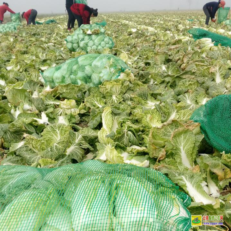 洱源小鐵頭菜批發(fā)| 昆明哪里有蔬菜苗買批發(fā)價格| 哪里有菜苗批發(fā)