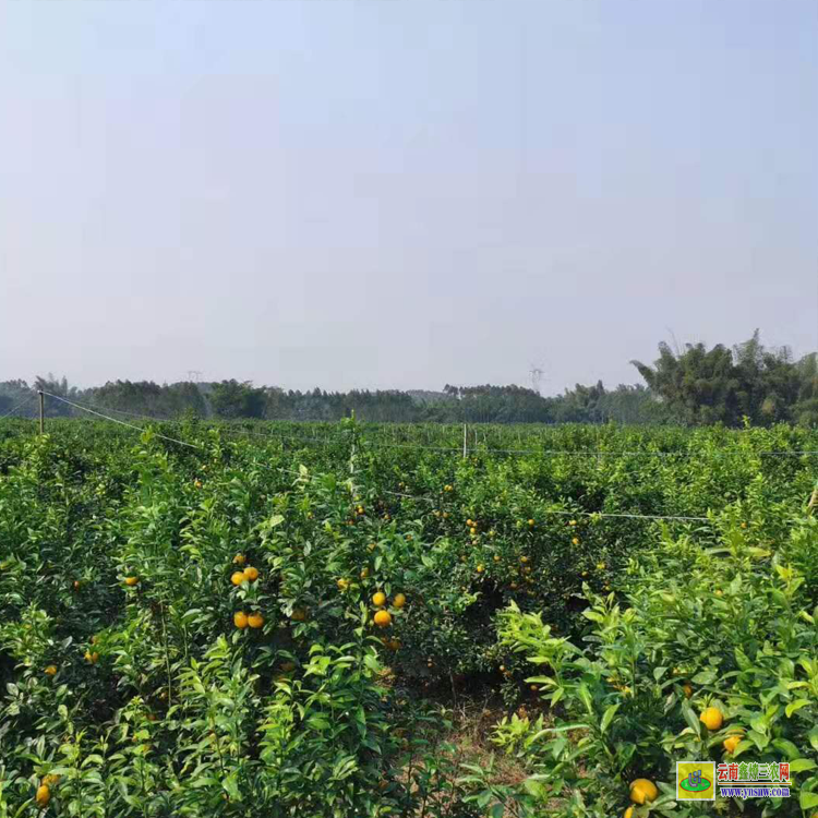 南寧無核沃柑苗哪里有售 |廣西沃柑苗批發(fā)基地 |無核沃柑苗