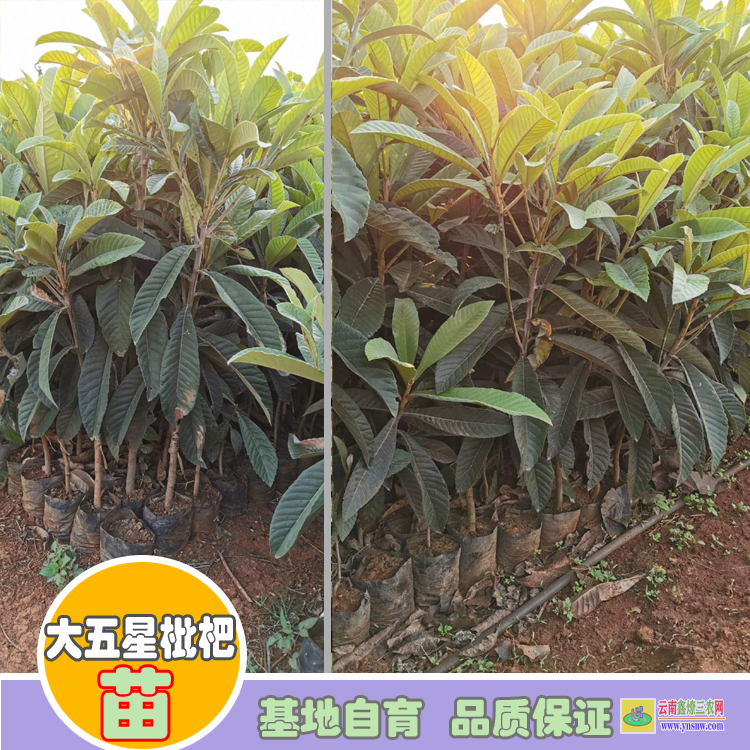 大理洱源今日枇杷苗木價(jià)格 |枇杷苗基地 |枇杷苗哪個(gè)品種好