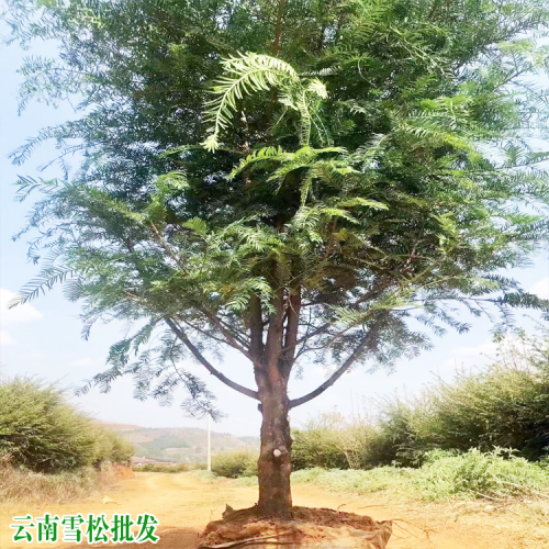 怒江蘭坪嘉興雪松苗價錢 普洱雪松苗地址 高2米雪松優(yōu)質(zhì)苗