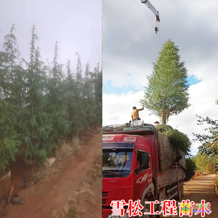 山南洛扎云南雪松苗供應(yīng)| 貴州雪松大樹價(jià)格| 四米雪松價(jià)格表