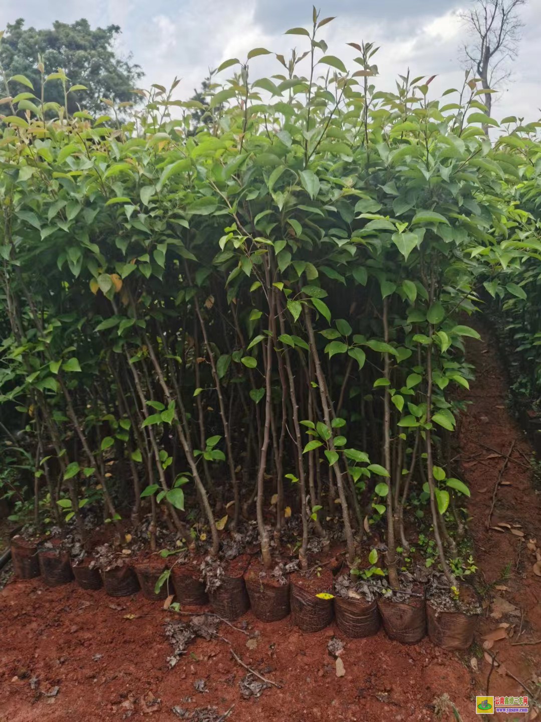 大理劍川紅梨苗圖片|紅梨苗種植基地|紅梨苗木哪里買