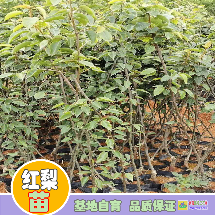 迪慶香格里拉梨樹苗價(jià)格多少錢|紅梨苗價(jià)格|紅梨苗品種