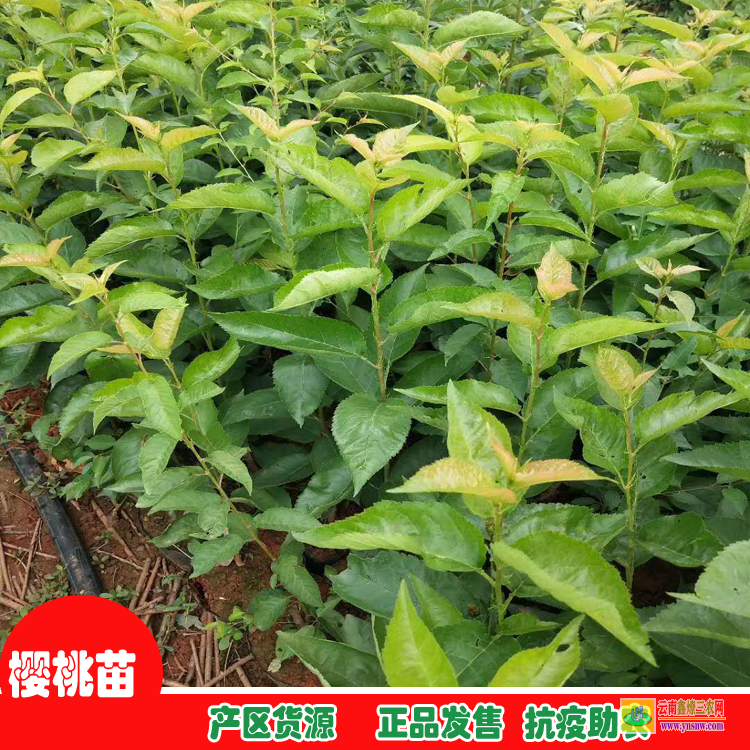 大理洱源地徑0.8-1.5云南紅梨袋苗 果樹苗低價(jià)處理附圖 云南果樹苗圃