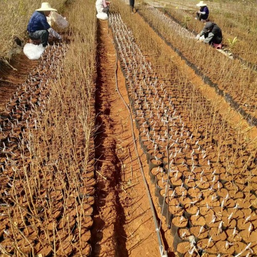 德宏芒市枇杷苗幾年能結(jié)果|正宗蒙自枇杷苗|紅河枇杷苗基地