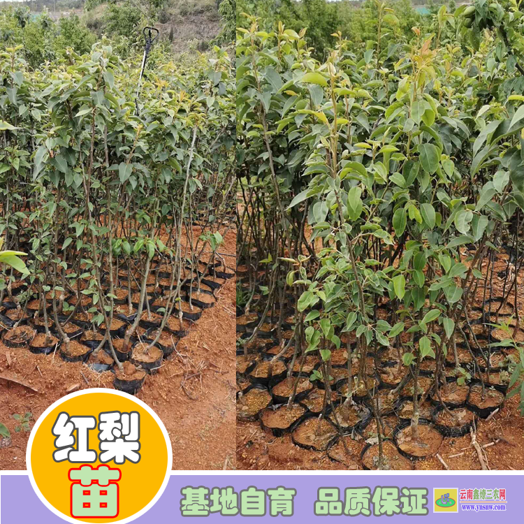 大理彌渡梨樹苗價格|紅梨苗種植基地|紅梨苗批發(fā)基地