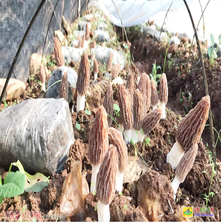 福建平潭羊肚菌養(yǎng)殖 羊肚菌種植培訓(xùn) 羊肚菌種植成本