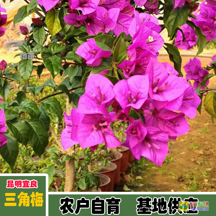 普洱西盟廣東三角梅種植基地| 三角梅批發(fā)價(jià)格表| 云南三角梅批發(fā)